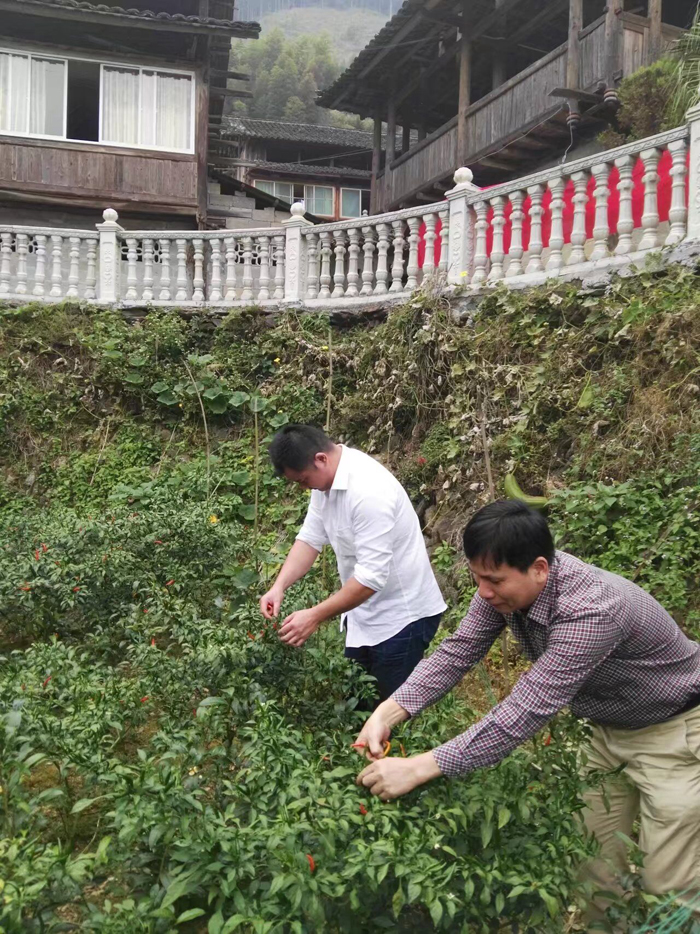 我院职工帮助贫困户采收辣椒.jpg