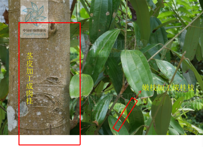 1625039461842869.png 图片1.png